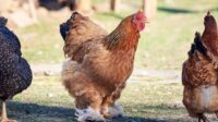 Ayam Brahma Termahal: Apa yang Membuatnya Begitu Spesial