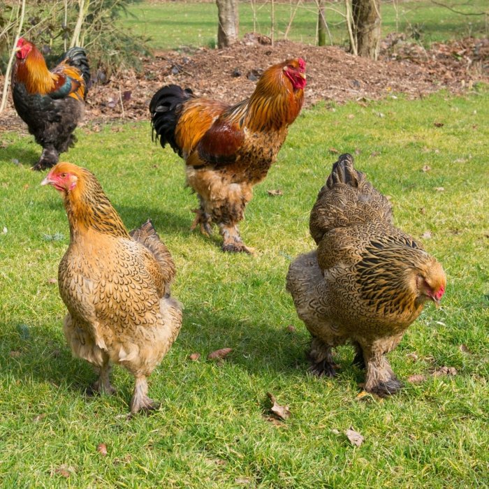 Brahma chickens buff pethelpful