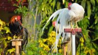 Harga Ayam Onagadori Terbaru: Panduan Bagi Kolektor Ayam Hias