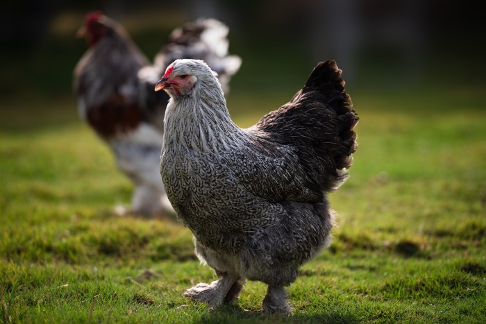 Ayam Brahma Besar: Mengapa Jenis Ini Menjadi Favorit Kolektor