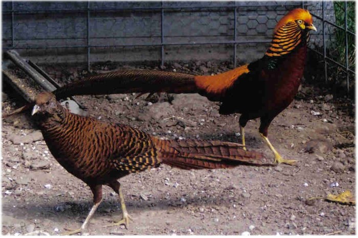 Pheasant rare ornamental sale golden pheasants chicks bird dark throated hatchery cackle game assorted order cacklehatchery online enlarge any click