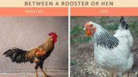 Ayam Ringneck Betina vs Jantan: Perbedaan dan Karakteristiknya