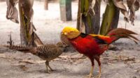 Panduan Merawat Anakan Golden Pheasant agar Tumbuh Optimal