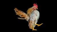 Mengenal Dunia Ayam Hias: Keindahan dan Keunikan yang Menawan