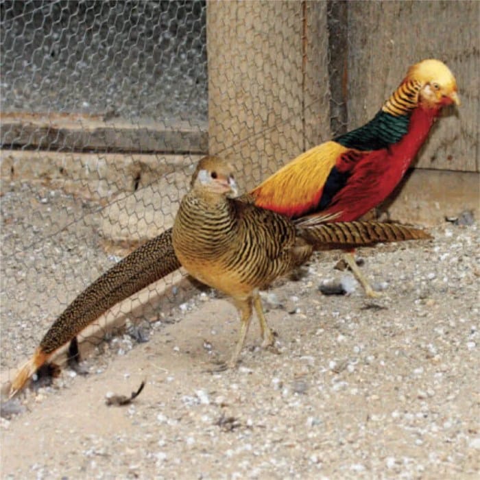 Harga Ayam Golden Pheasant: Berapa Nilai Ayam Hias Eksotis Ini