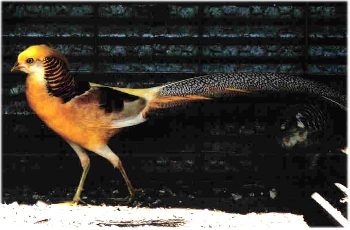 Harga Ayam Golden Pheasant: Berapa Nilai Ayam Hias Eksotis Ini