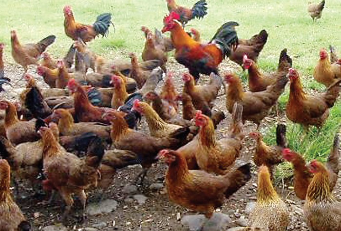 Ayam Kapas Asli: Cara Merawat dan Memeliharanya dengan Baik