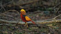 Cara Beternak Golden Pheasant: Panduan Lengkap untuk Pemula