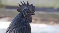 Ayam cemani chicken chickens ultimate care guide