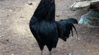 Sumatra chicken chicks baby sale enlarge any click cacklehatchery