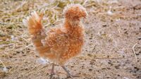 Ayam Kapas Coklat: Eksotisme Warna dalam Dunia Ayam Hias