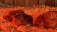 Panduan Merawat Anak Ayam Hias agar Sehat dan Tumbuh Optimal