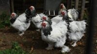 Harga Ayam Brahma: Analisis Harga di Pasaran 2024