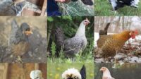 Tips Memilih Penjual Ayam Hias yang Terpercaya