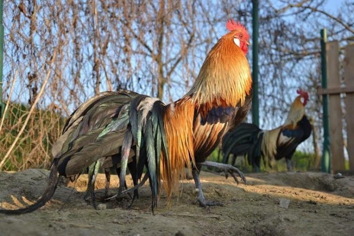 Chicken breeds rooster phoenix long chickens rare tailed visit pretty