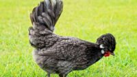 Perawatan Ayam Poland