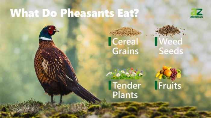 Apa Saja Makanan Terbaik untuk Ayam Pheasant
