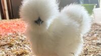 Harga Ayam Silkie: Tips Membeli Ayam dengan Bulu Terlembut