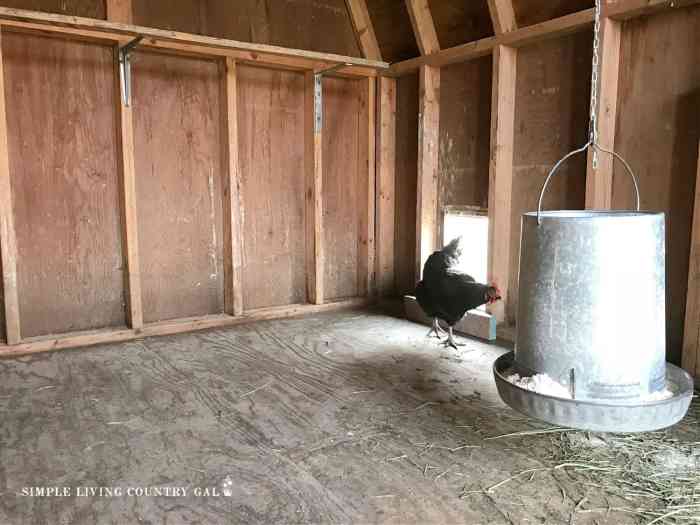 Chicken coop clean run cleaning easy everything place tips right do unknown its