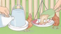 Chickens raising raise remedies lifestyles hens treat knowledge coop infographic