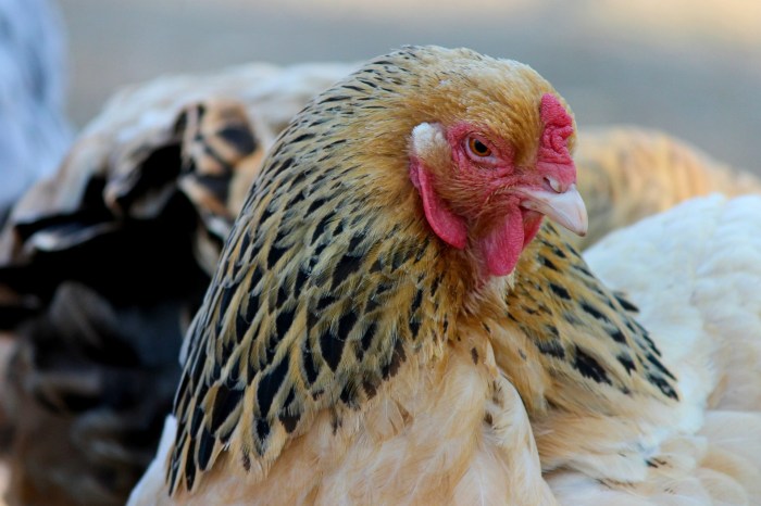 Ayam Brugo Putih: Menyibak Keunikan dari Ayam Langka Ini
