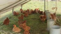 Perawatan Ayam Kapas