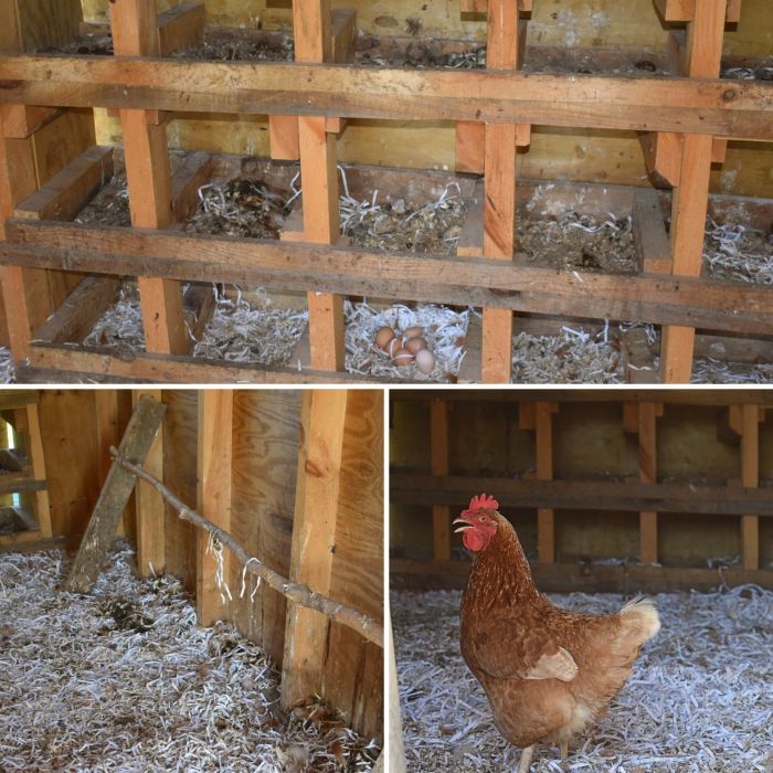 Cara Merawat Kandang Ayam Hias agar Selalu Bersih dan Sehat