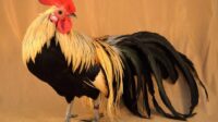 Harga Ayam Phoenix: Apakah Ekor Panjang Menambah Nilainya
