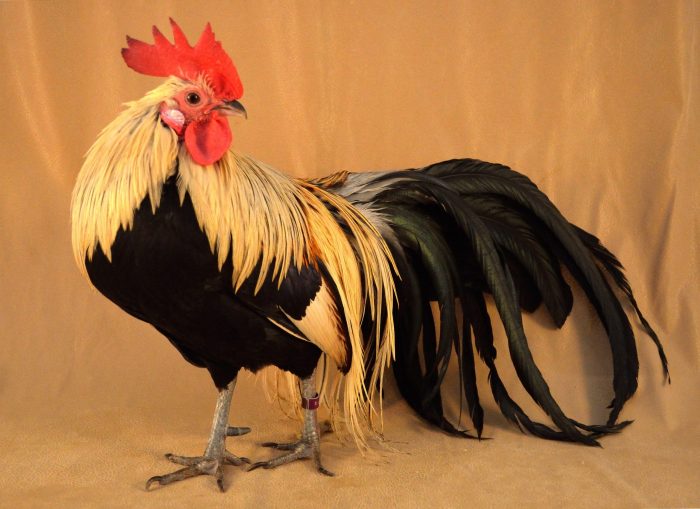 Harga Ayam Phoenix: Apakah Ekor Panjang Menambah Nilainya
