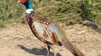 Cara Membeli Ayam Pheasant Dijual di Pasaran: Tips dan Trik