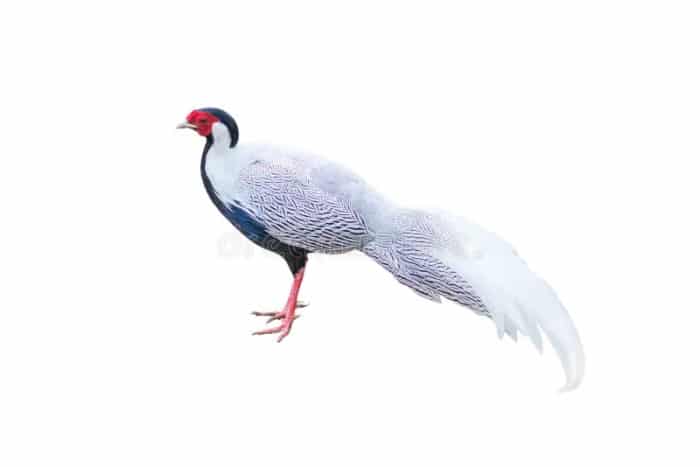 Pheasant pheasants bornean wpa