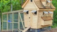Coop chickens coops pens