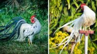 Harga Ayam Onagadori: Panduan Lengkap Harga Terbaru