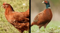Pheasant chicken farm silver stock