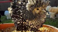 Cara Merawat Ayam Poland agar Tetap Sehat dan Cantik
