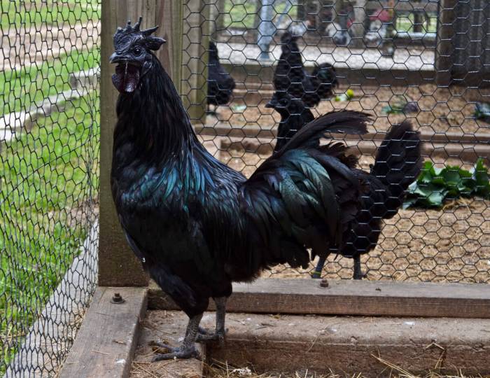 Ayam Brugo Putih: Menyibak Keunikan dari Ayam Langka Ini