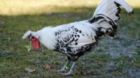 Chicken ornamental breeds most phoenix