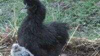Panduan Memelihara Ayam Kapas Hitam agar Tetap Sehat dan Indah