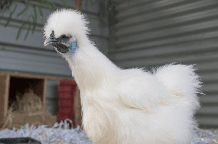 Ayam Kapas Asli: Cara Merawat dan Memeliharanya dengan Baik
