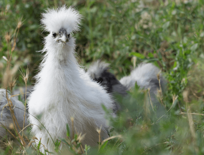 Care chickens take beginners guide daily