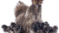 Silkie chickens bantam chicken silky hen