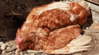 Vaccine poultry vaccination pigeon immune