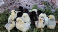 5 Ciri Anak Ayam yang Baru Menetas, Pemula Wajib Tahu