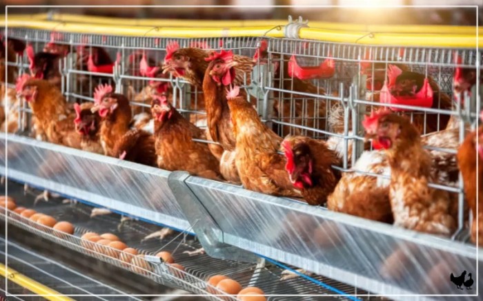 4 Manfaat Menjemur Ayam di Sore Hari yang Jarang Diketahui