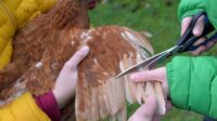 5 Manfaat Potong Bulu Sayap Anak Ayam bagi Peternak Pemula