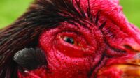 Eye-Infection-1024x683-1 5 Penyebab Mata Ayam Berbusa yang Wajib Dihindari