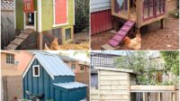 Chickens coop hühnerstall intro raising besuchen