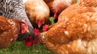 7 Tips agar Ayam Lahap Makan yang Paling Efektif