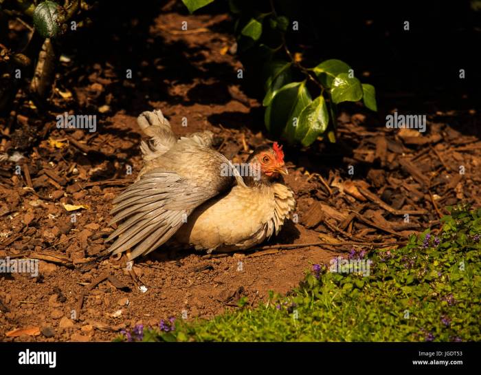 4 Manfaat Menjemur Ayam di Sore Hari yang Jarang Diketahui