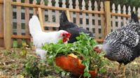 7 Tips Pelihara Ayam Kampung dengan Efisien